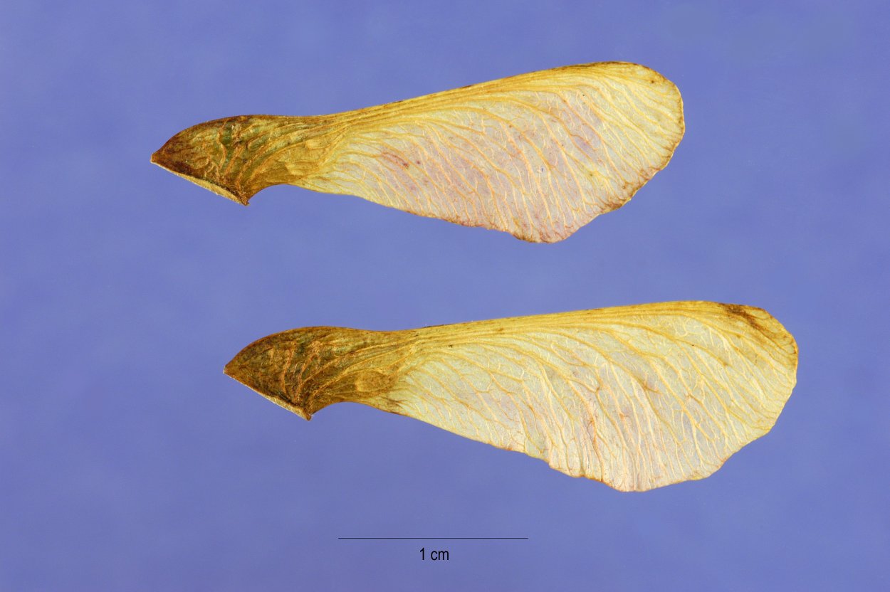 Крылатка клена на белом фоне
