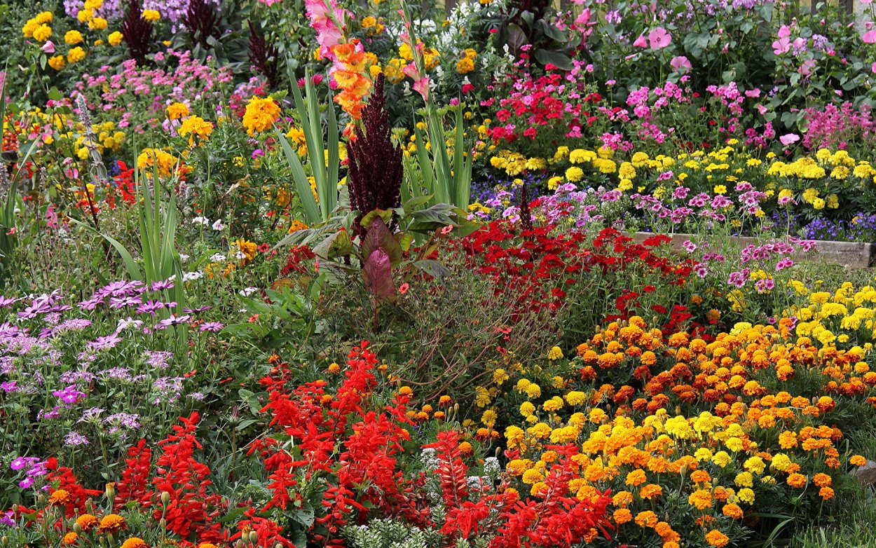 Космея и бархатцы