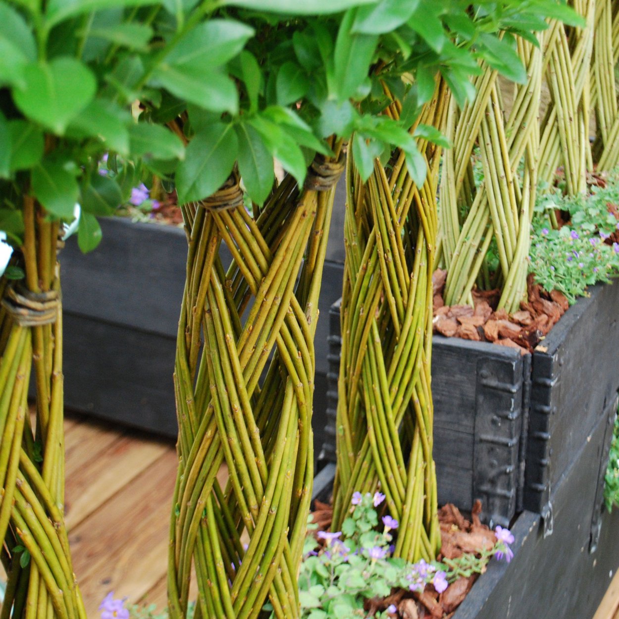 Туя Даника и Хоста