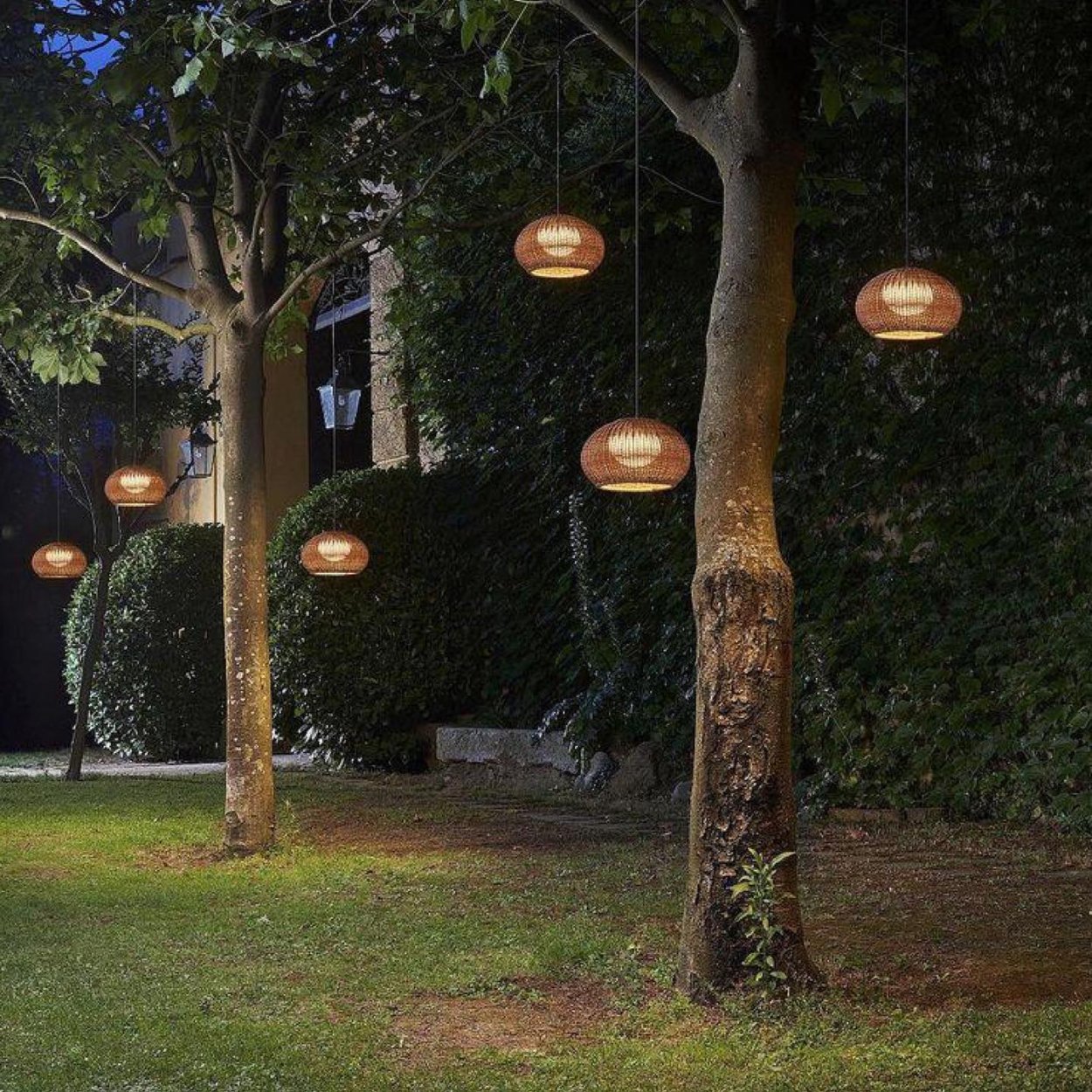 Гортензия Лаймлайт на штамбе