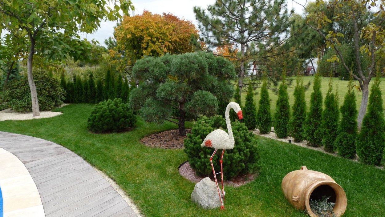 Туя Смарагд с гортензией