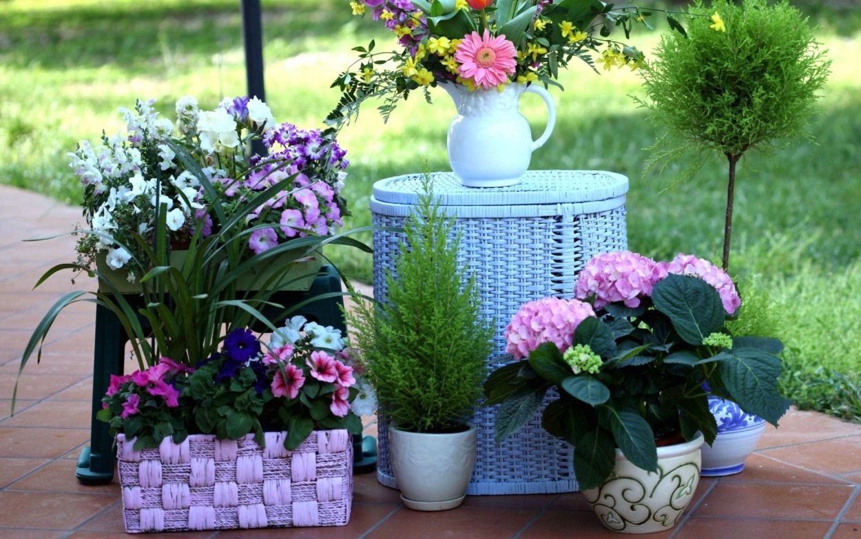 Петуньи балкон Джульетты