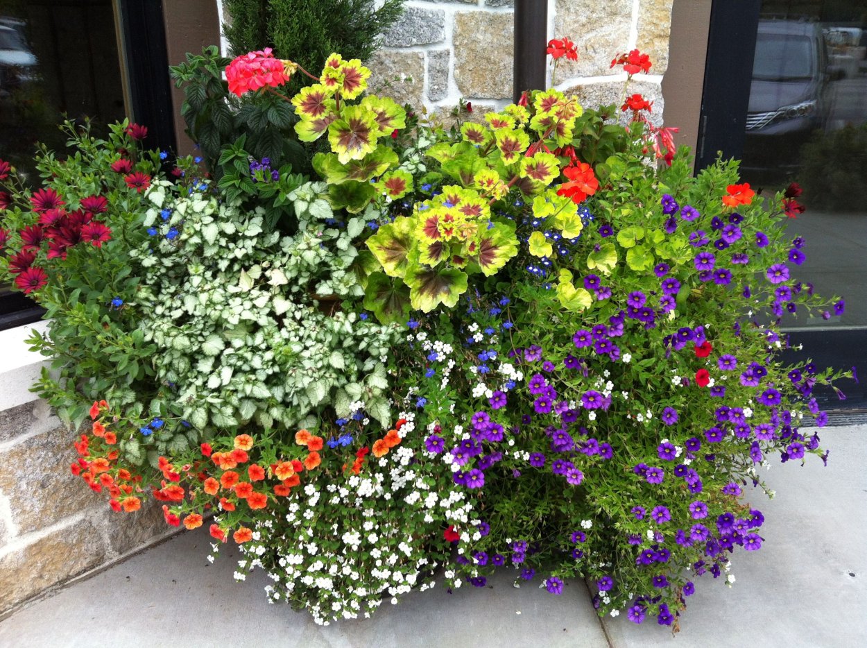 Калибрахоа ампельная