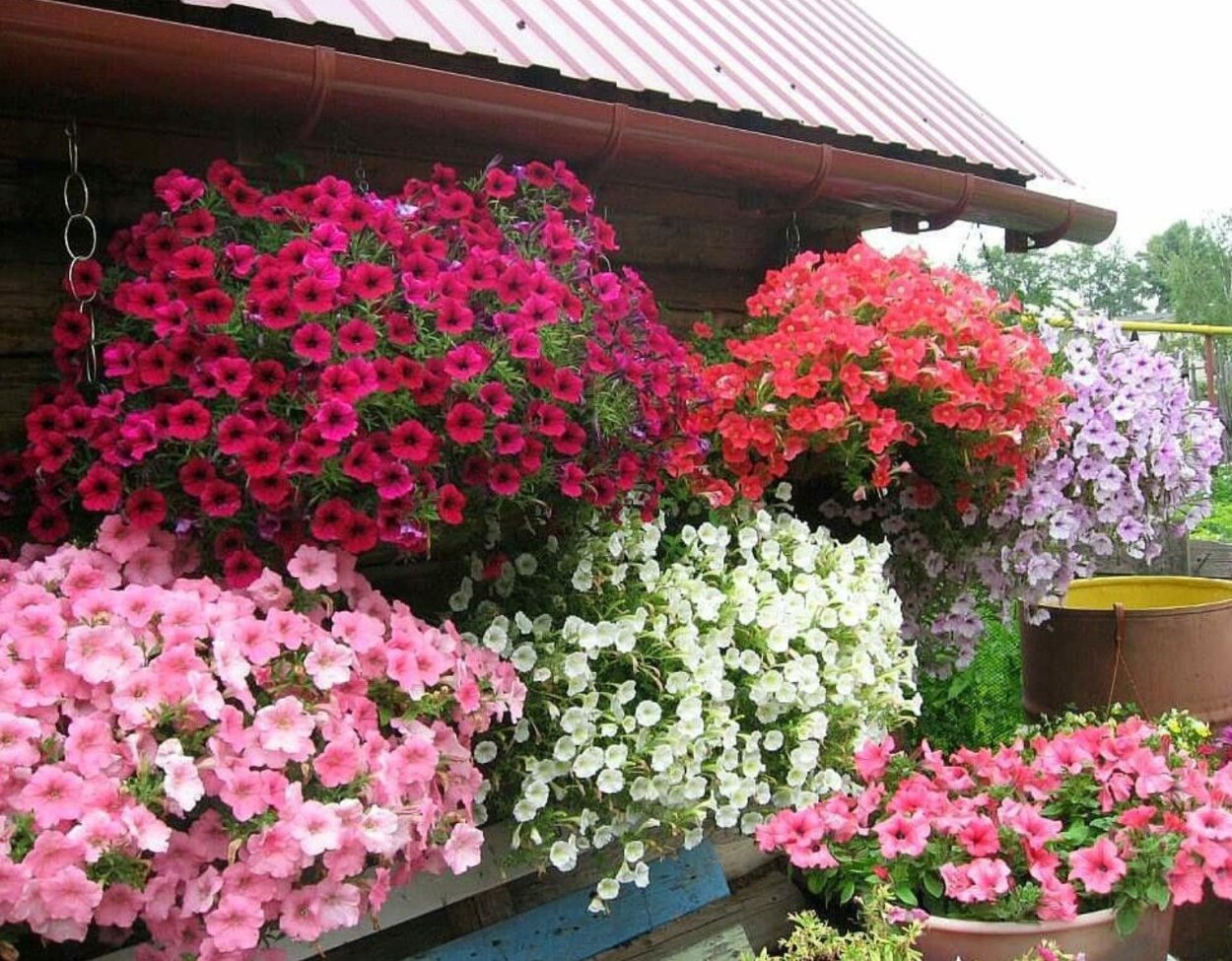 Лобелия вертикальное Озеленение