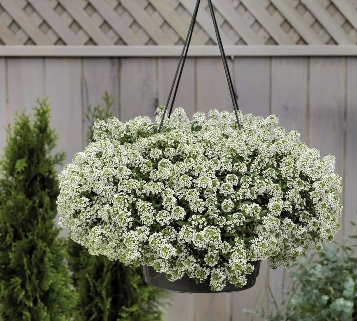 Петуния каскадная Водопадная