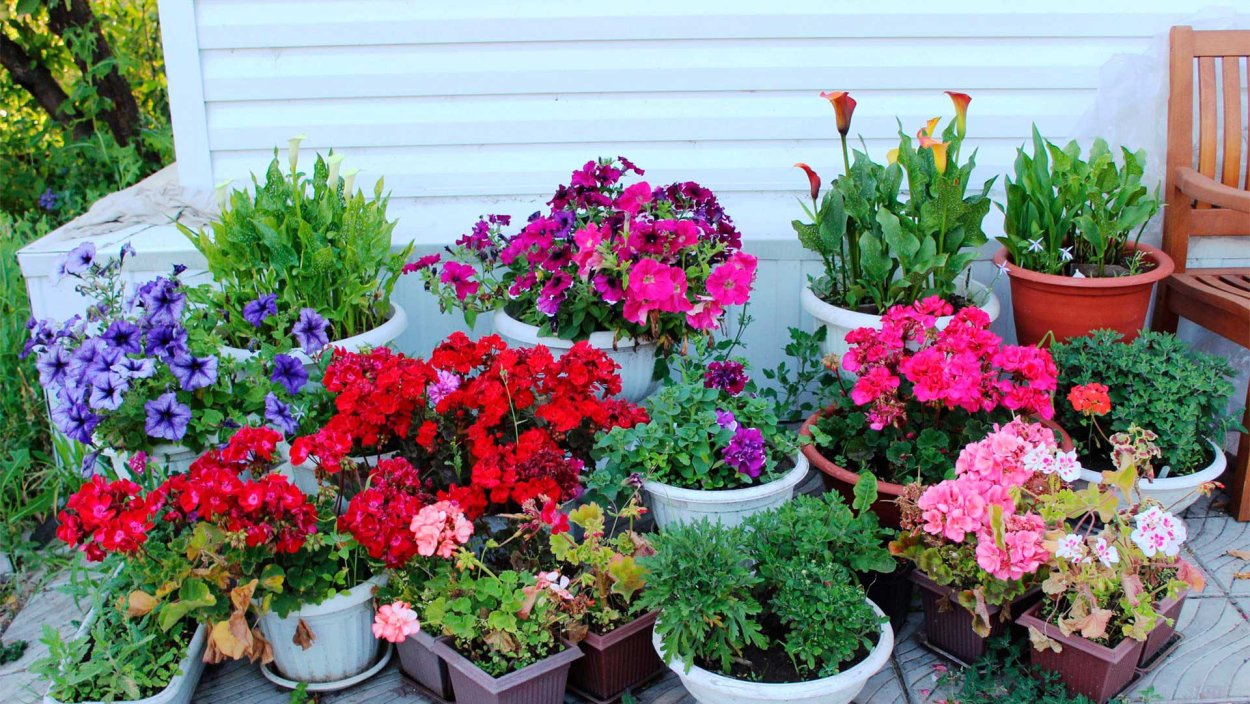 Бакопа сурфиния калибрахоа