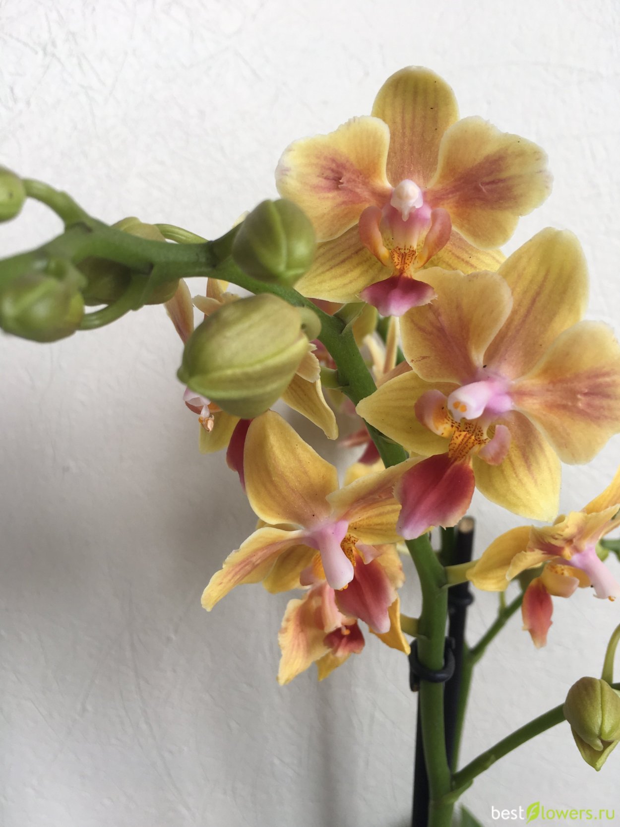 Санни Смайл Орхидея