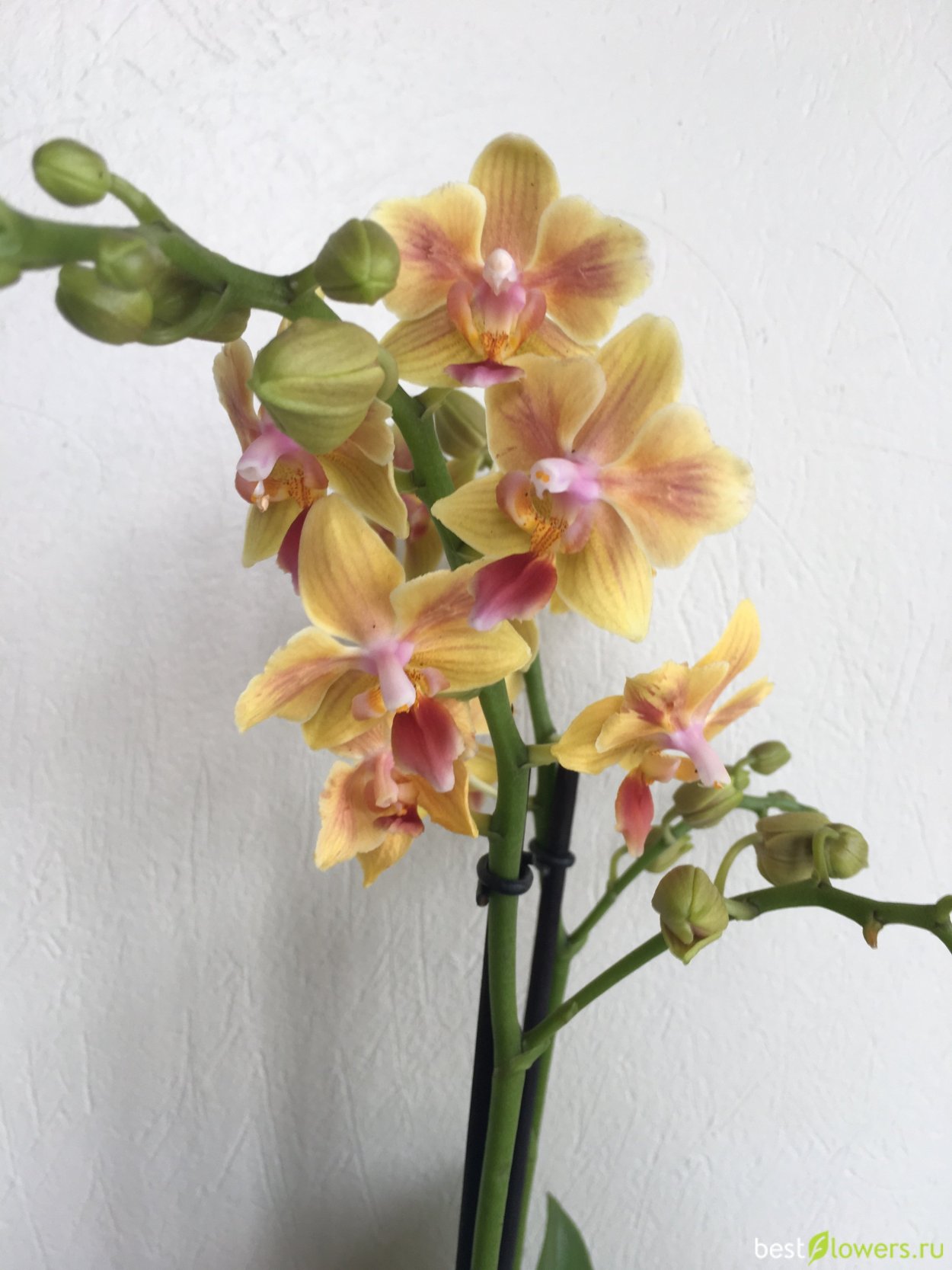 Фаленопсис Sunny smell