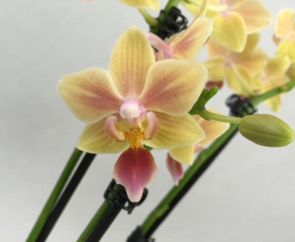 Фаленопсис Phal. Sunny smell
