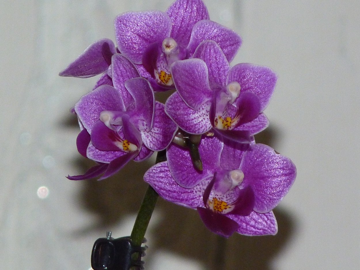 Орхидея легато пелорик