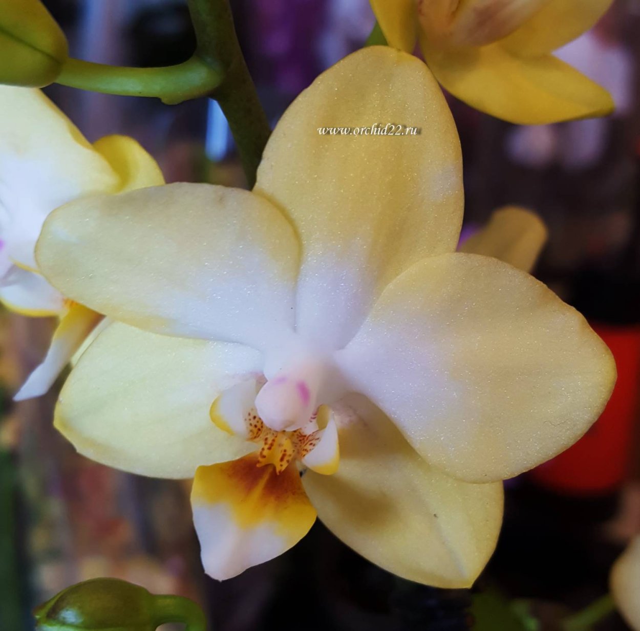 Желтая мультифлора Орхидея