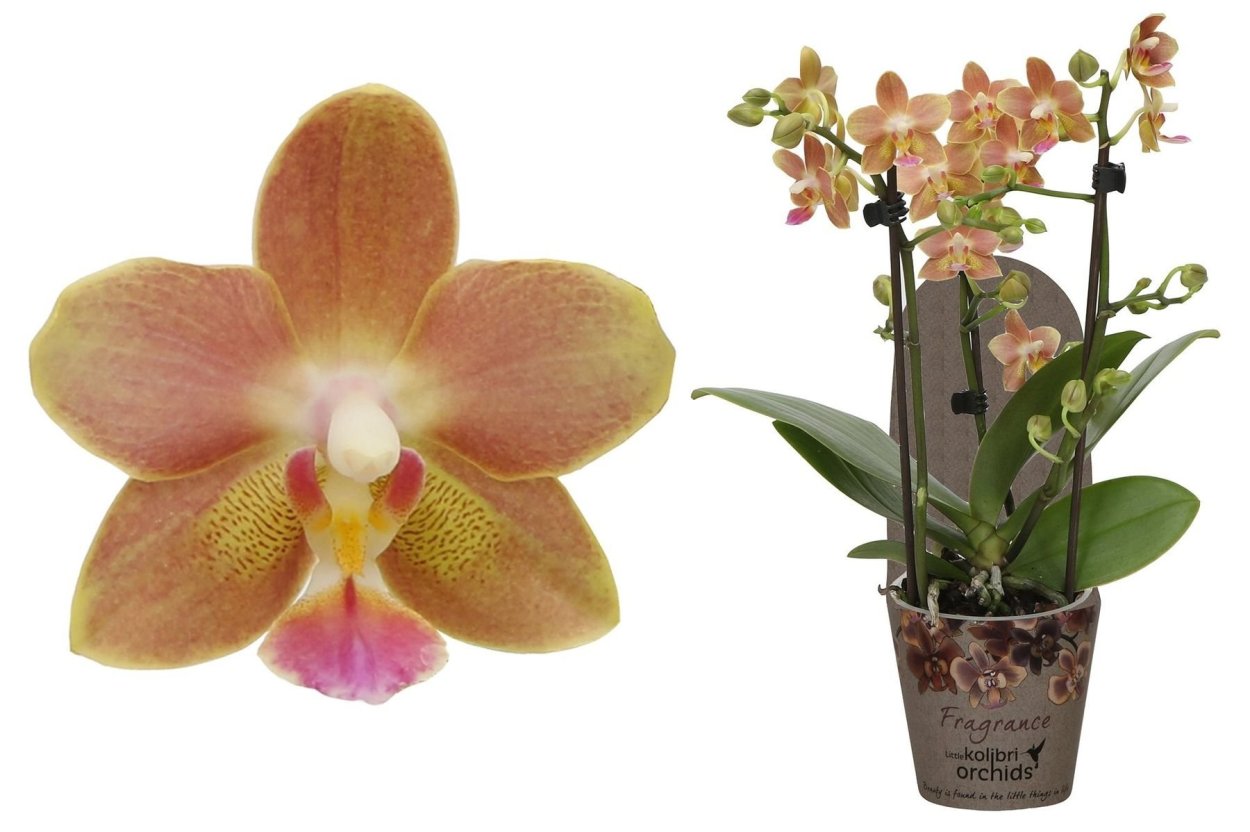 Фаленопсис Фрагранс