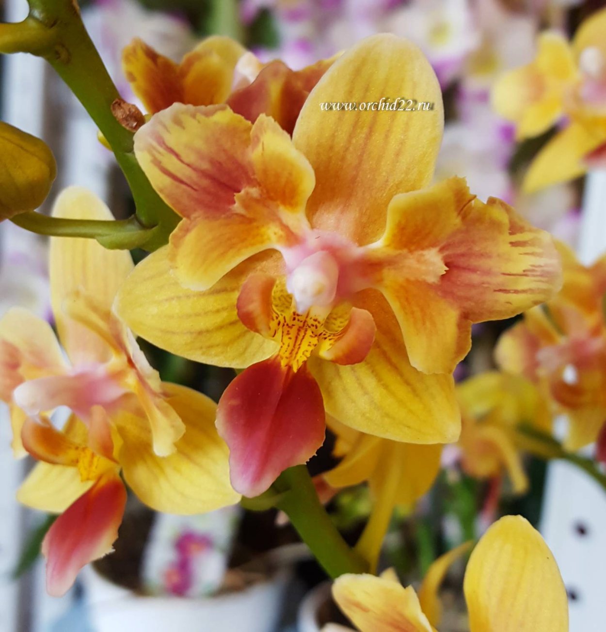 Санни фаленопсис