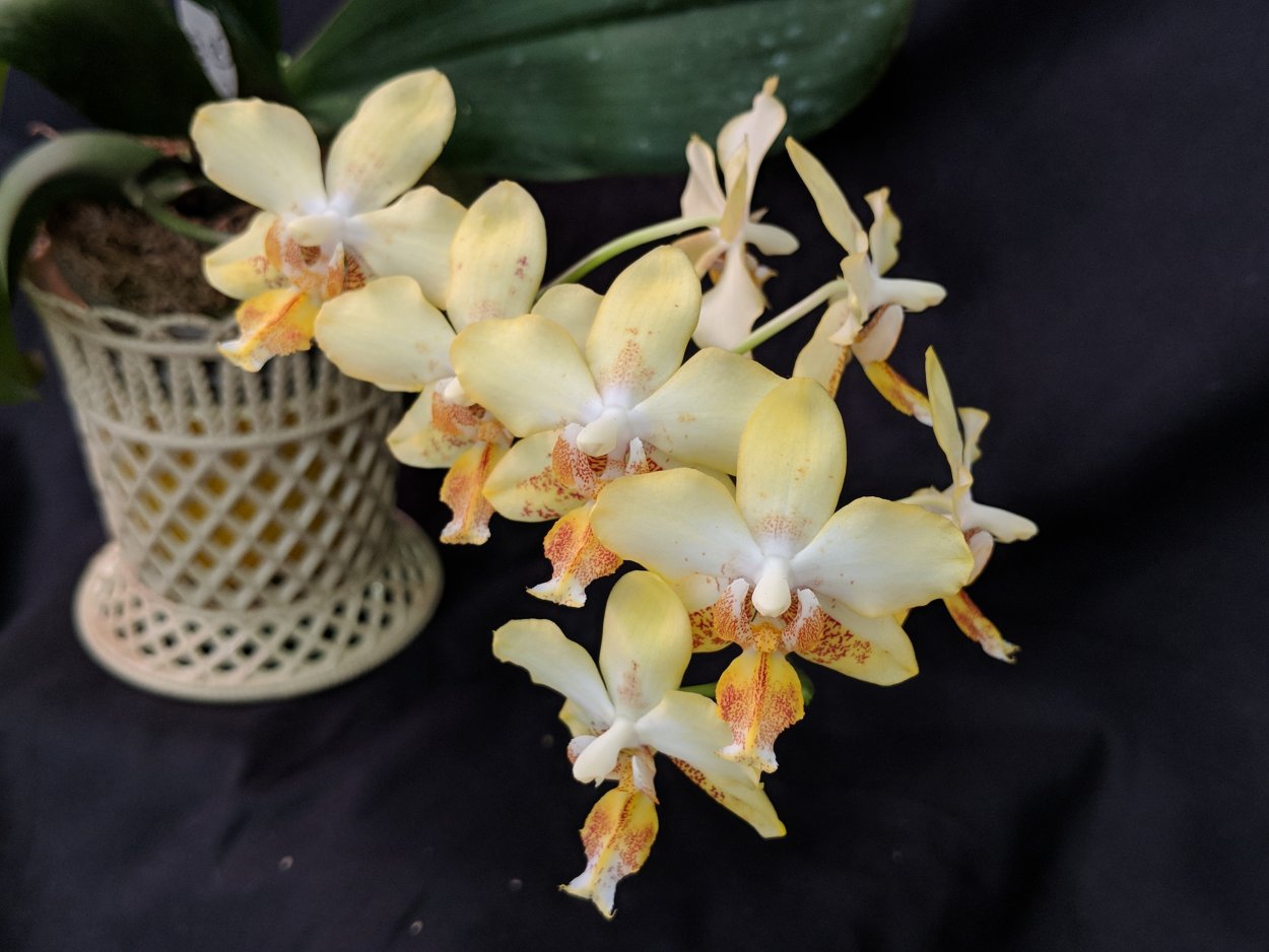 Фаленопсис Hsin Samuel