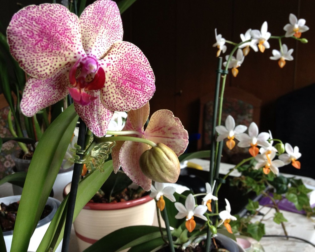 Фаленопсис Miki Spirit