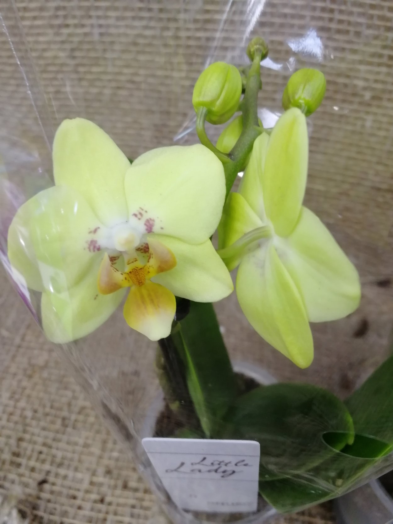 Фаленопсис Сого Бьянка