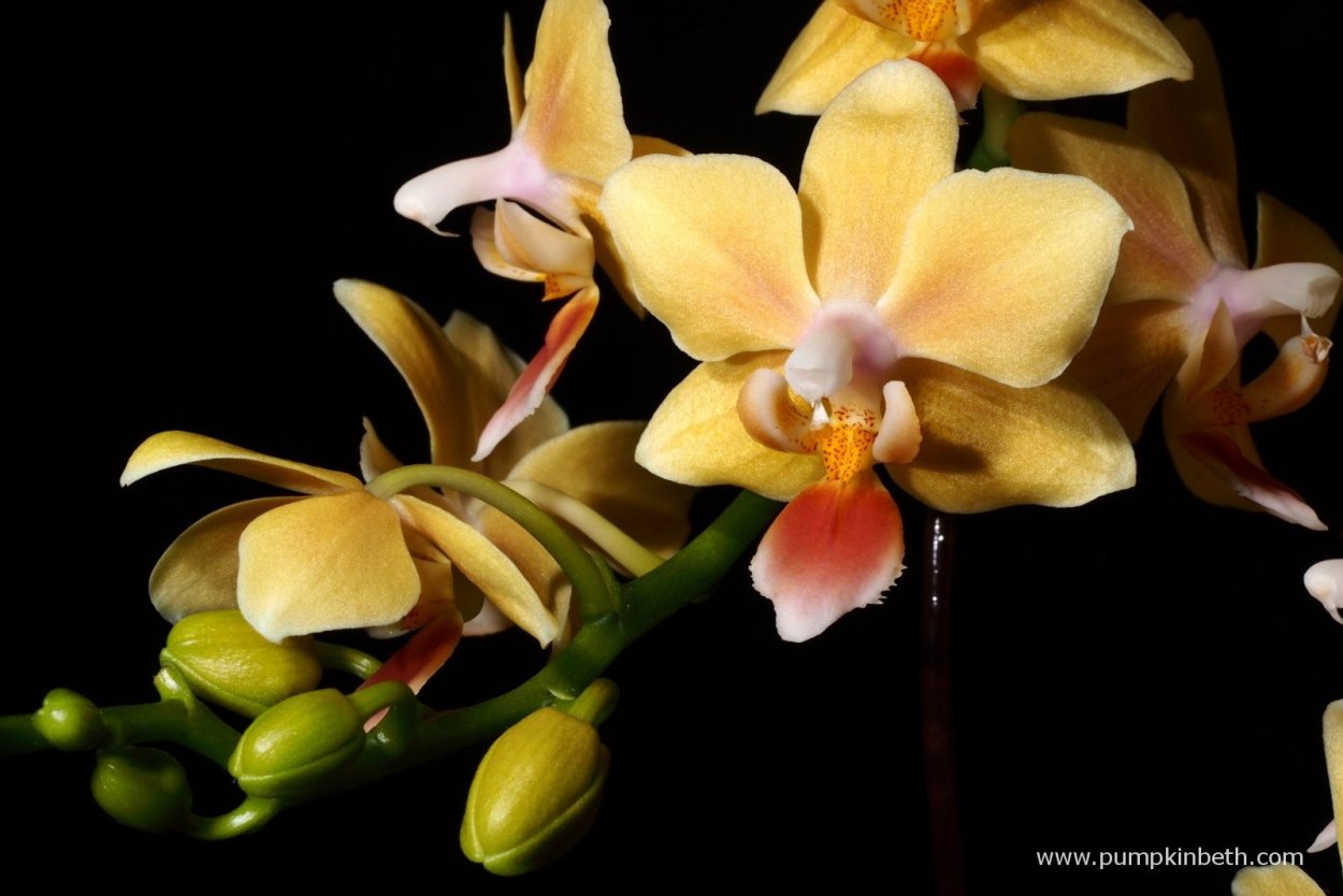 Фаленопсис Санни Банни