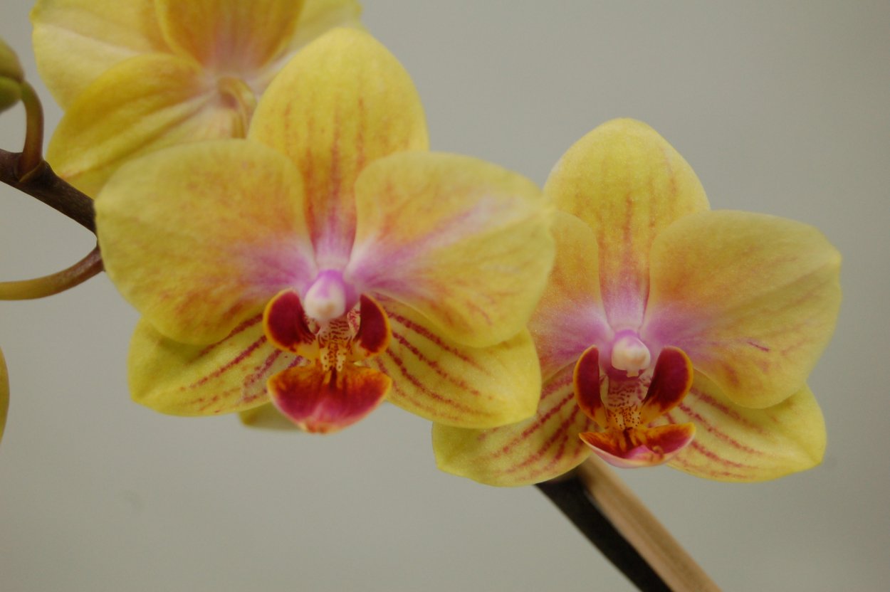 Sunny Angel фаленопсис