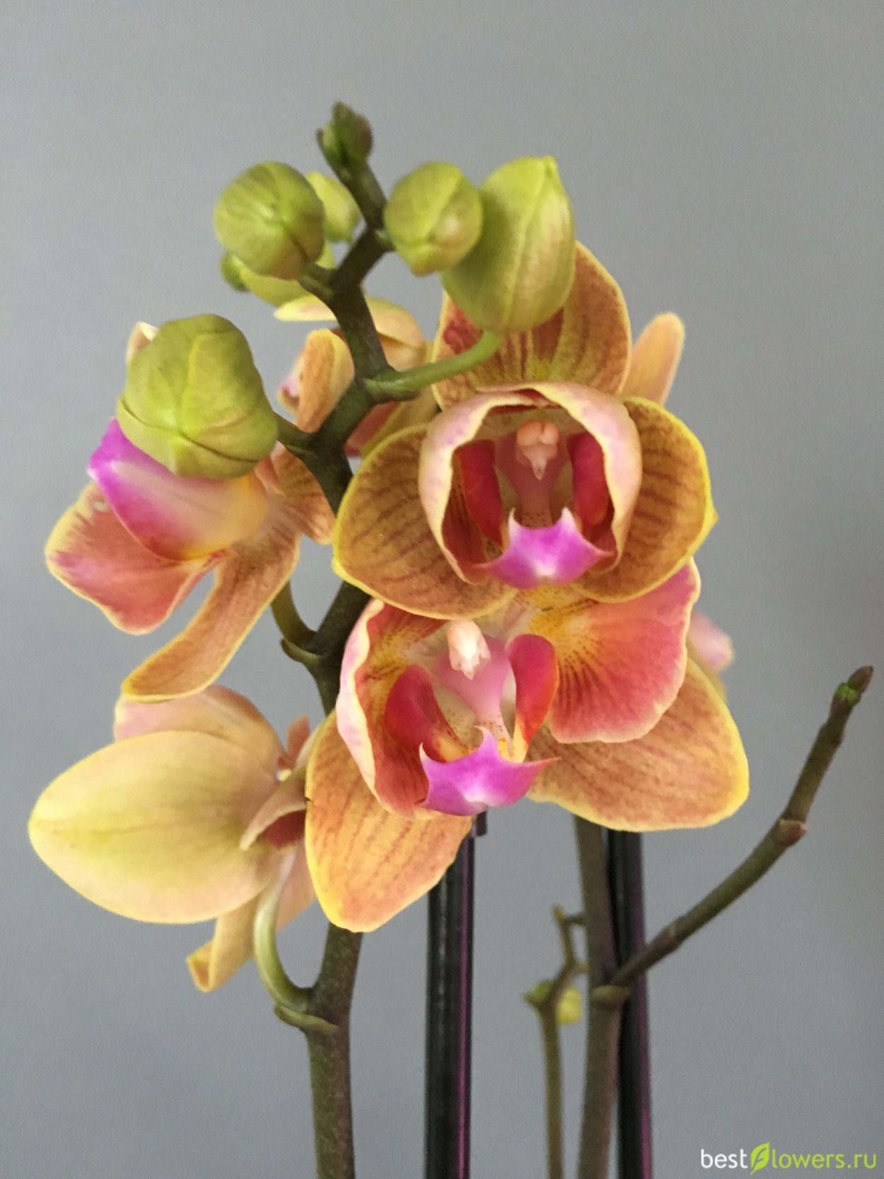 Фаленопсис Экзотик Дансер