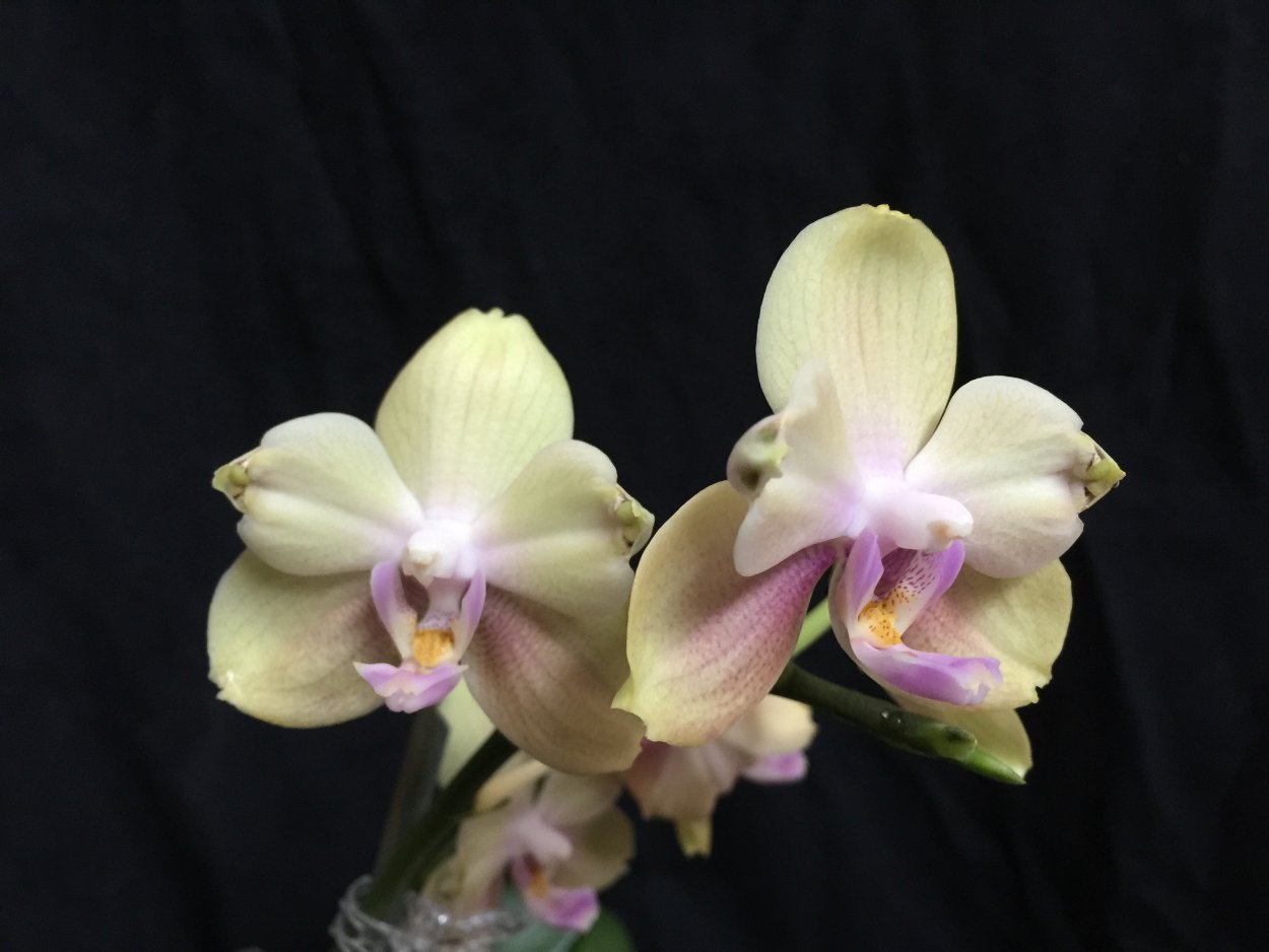 Фаленопсис Yellow Kizz