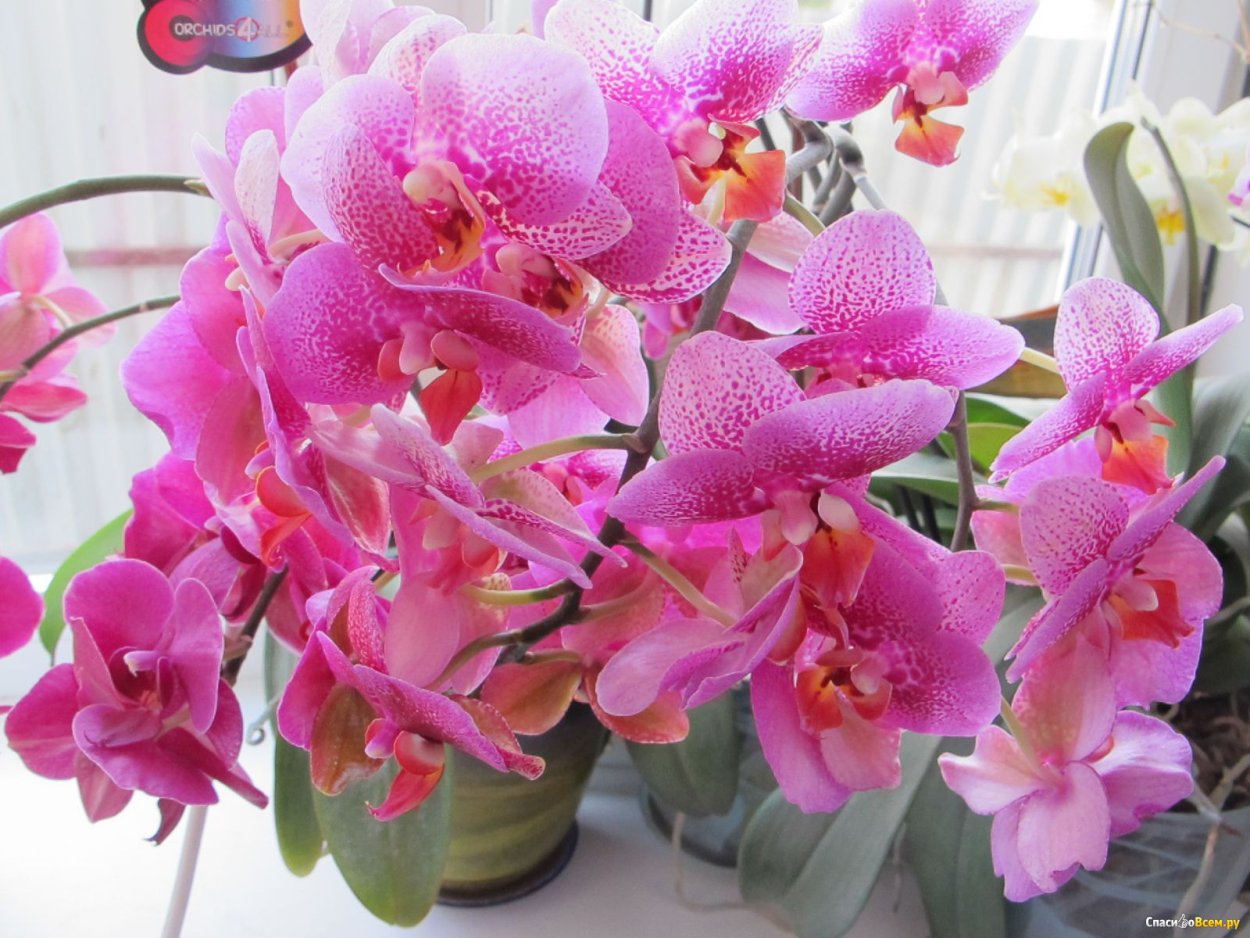 Фаленопсис Карибиан Дрим