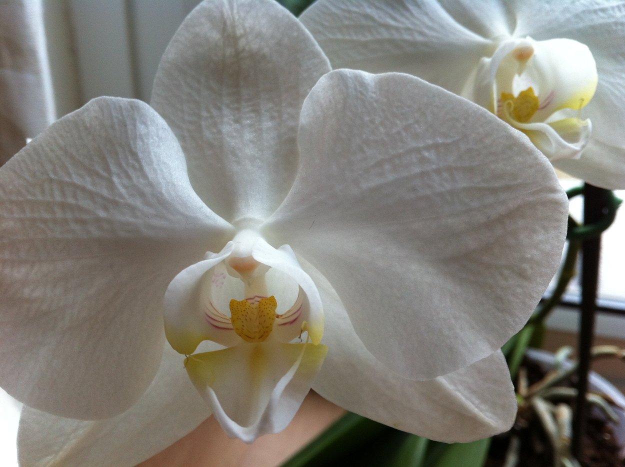Фаленопсис (Phalaenopsis) – Орхидея