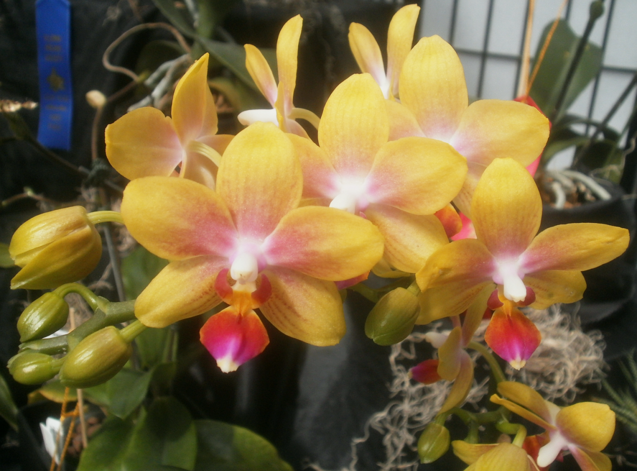 Орхидея Phal Venus