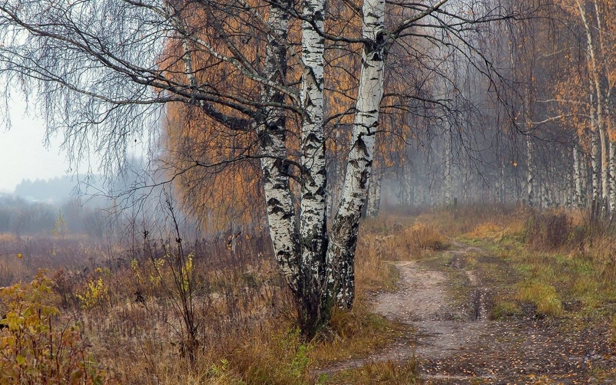 Березовая роща поздней осенью