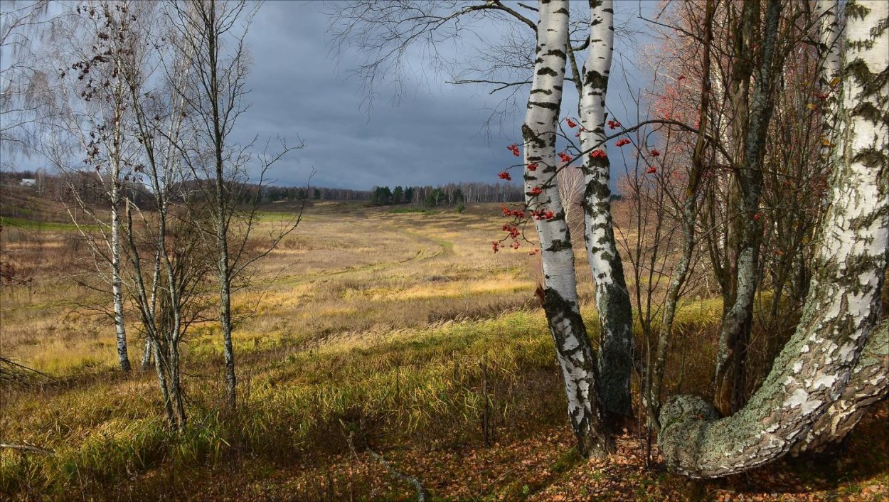 Береза поздней осенью