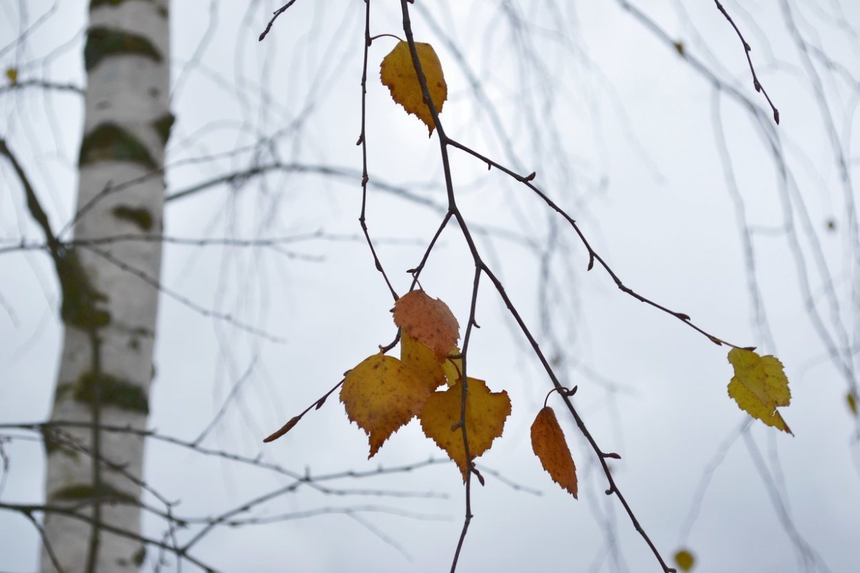 Ноябрь листья