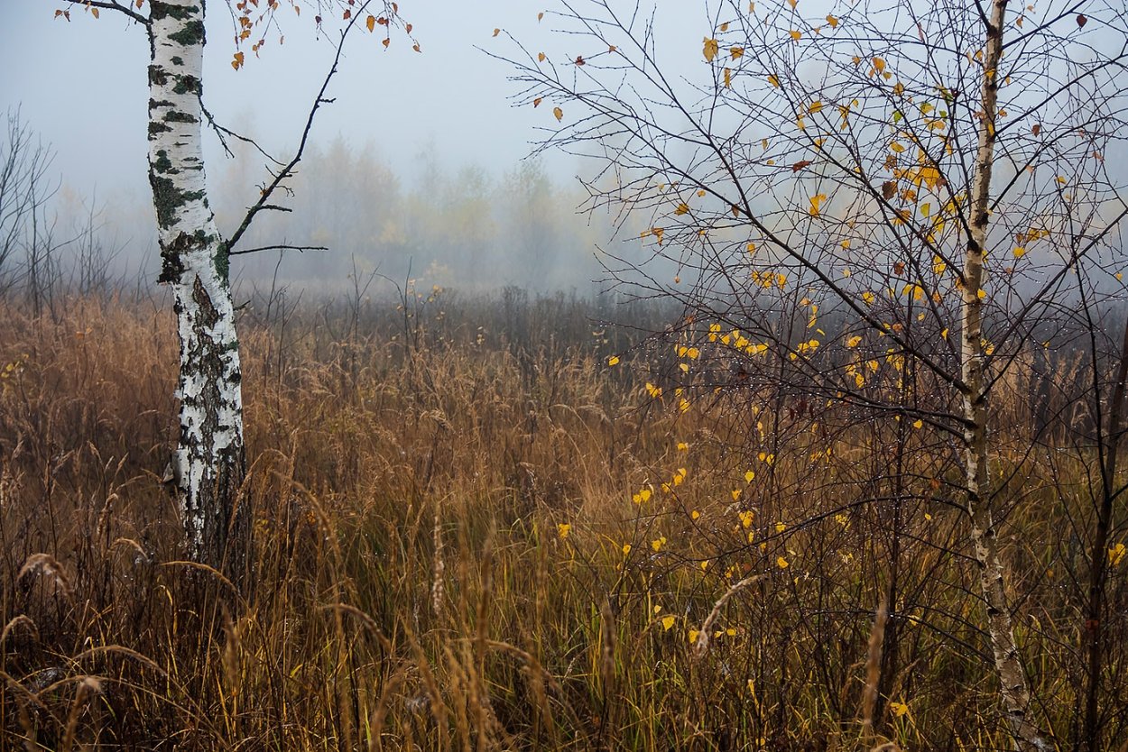 Березовая роща поздней осенью