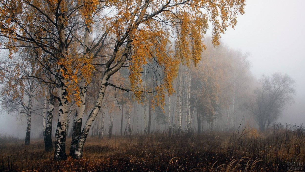 Береза ранней осенью