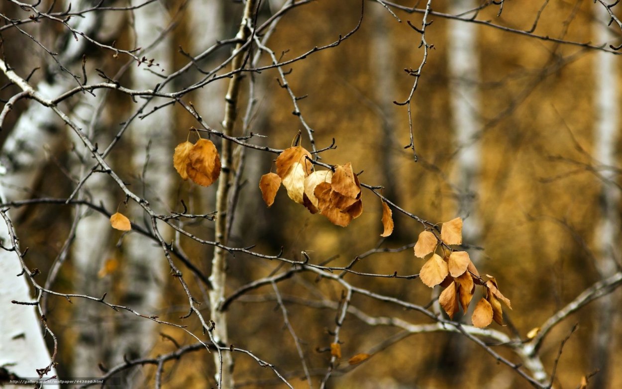 Поздняя осень