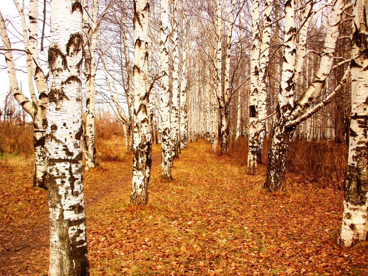 Береза поздней осенью