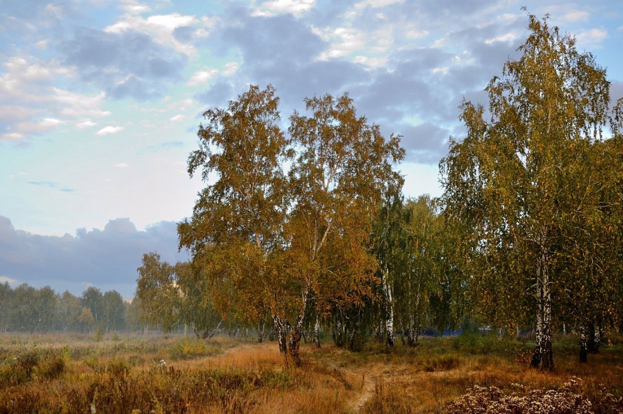 Ива белоствольная, Salix Belostvolnaya,