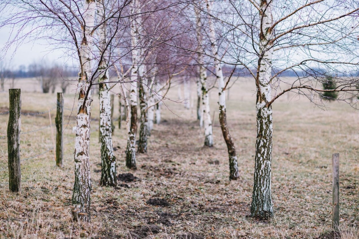 Blue Birch in the USA