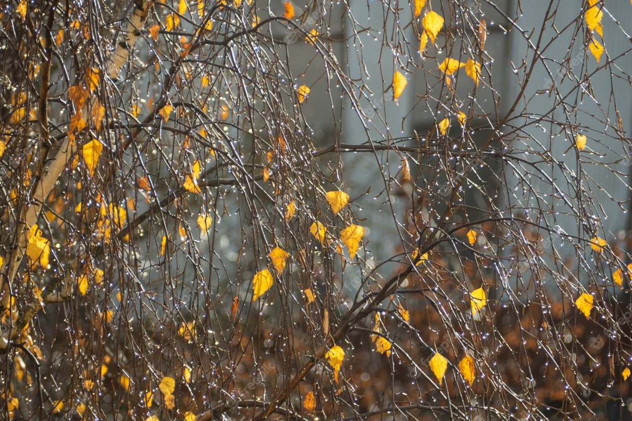 Художественное фото осень