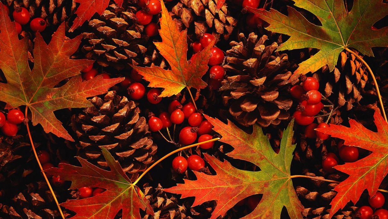 Осенний пейзаж клен береза