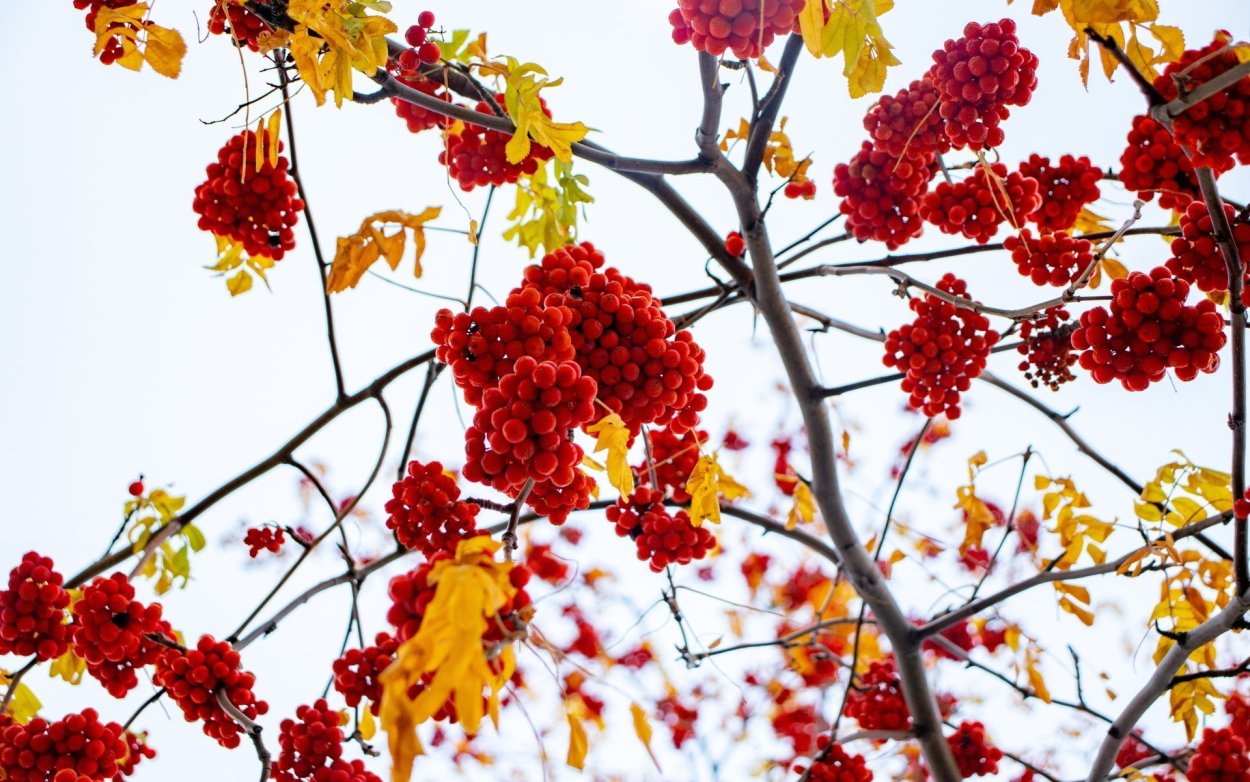 Осенняя ветка