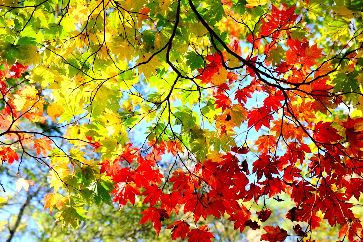 Багрянец осин