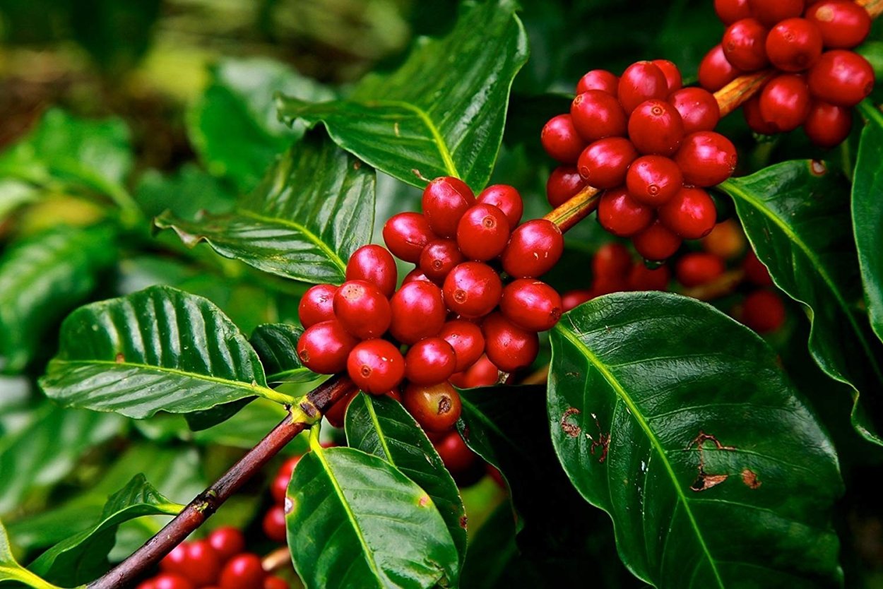 Кофейное дерево (Coffea)