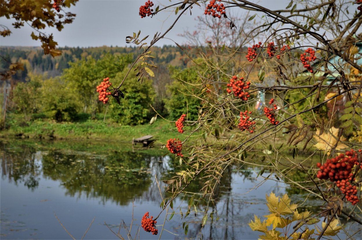 Рябина Вильморена