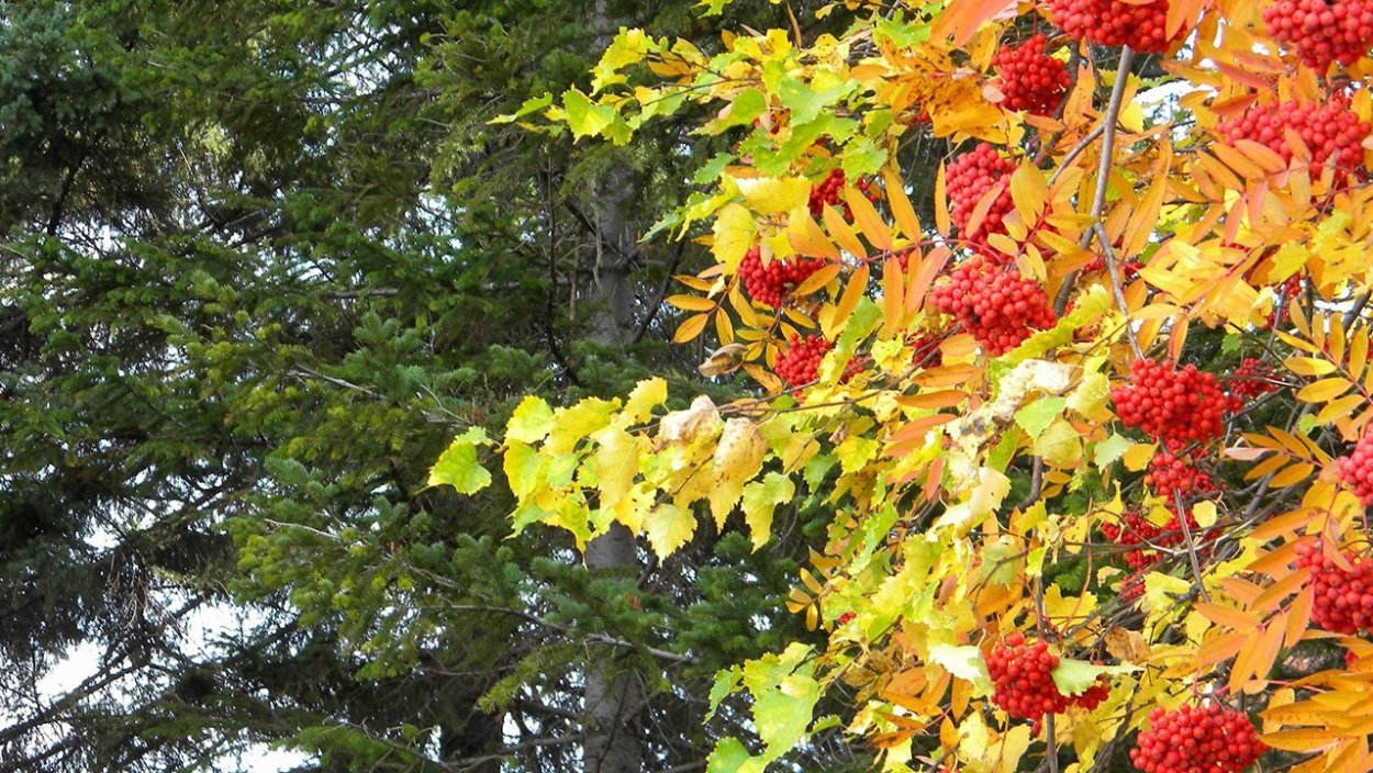Рябина бересклет осень
