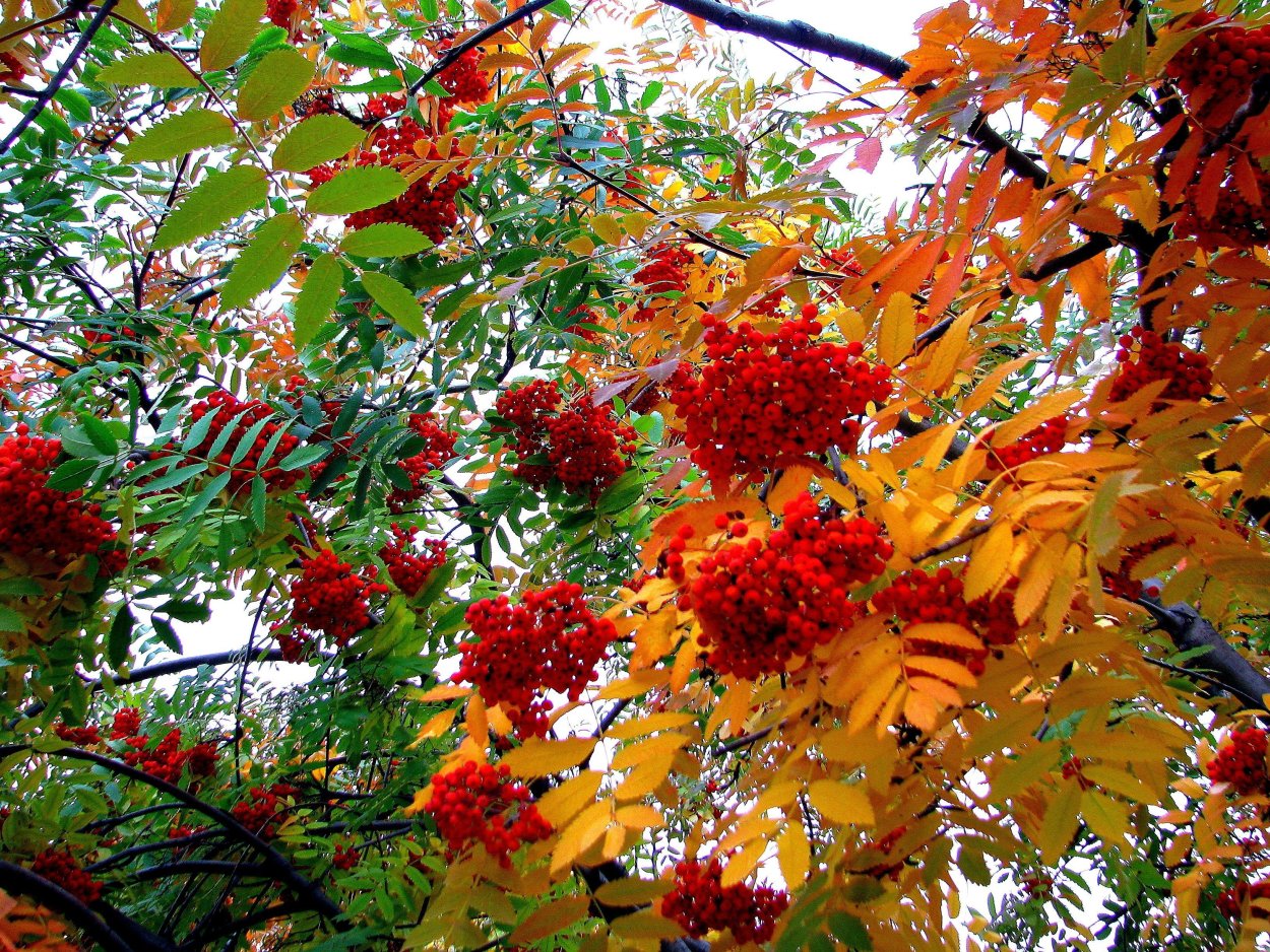 Калина и рябина деревья