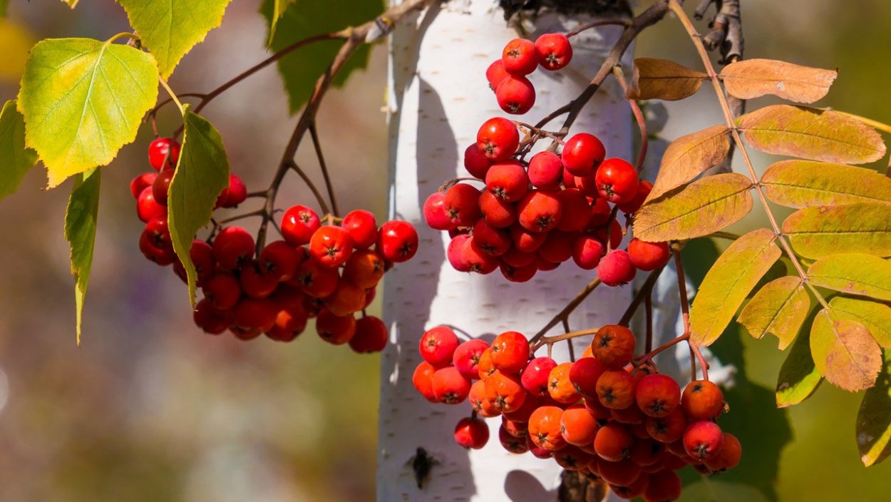Птицы в сентябре