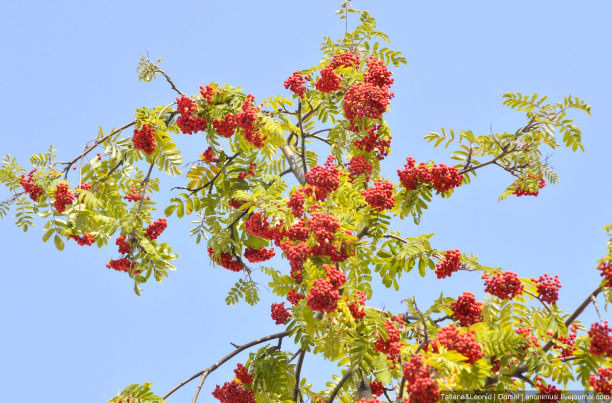 Рябина Городкова