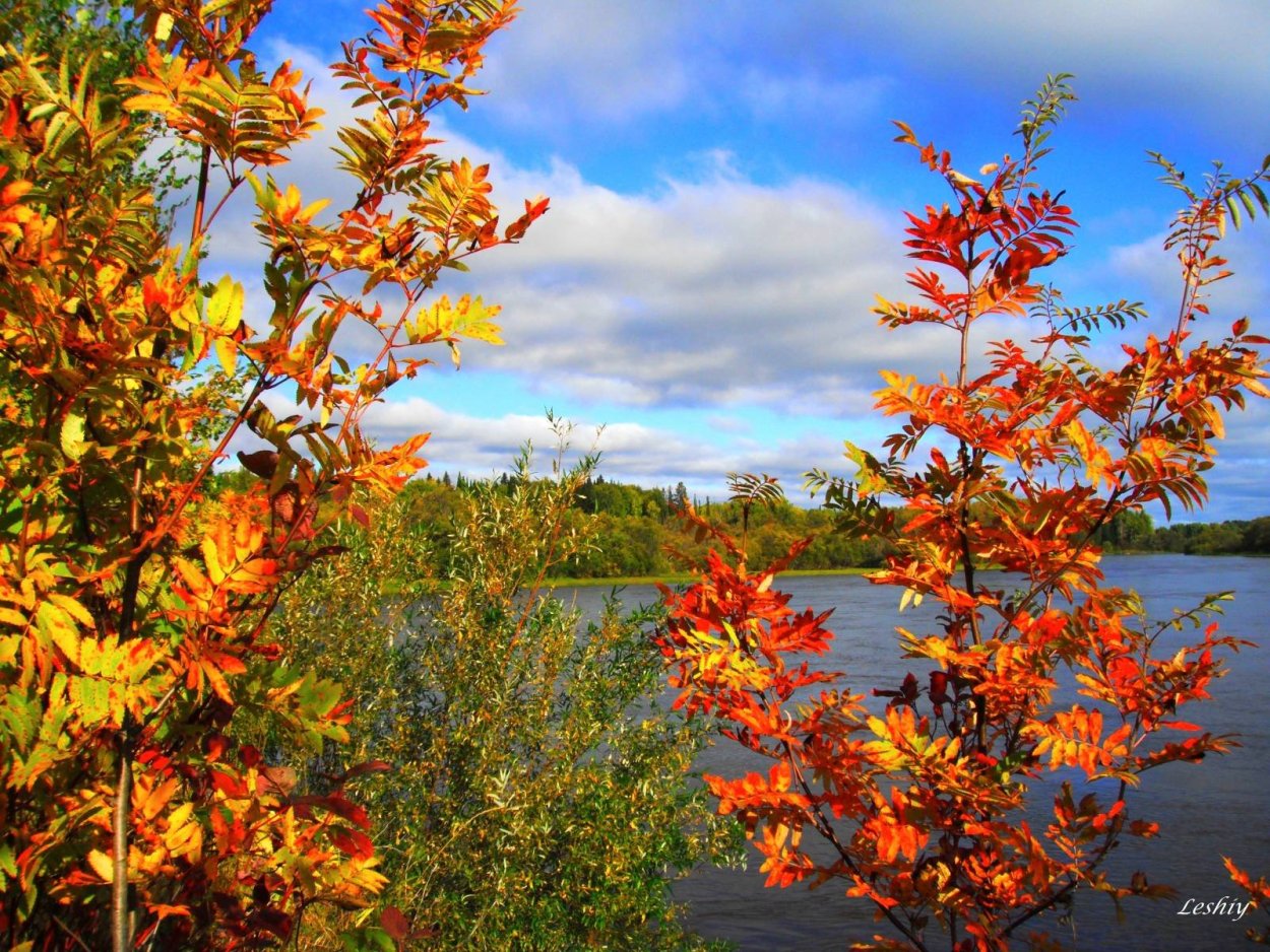 Калина клен