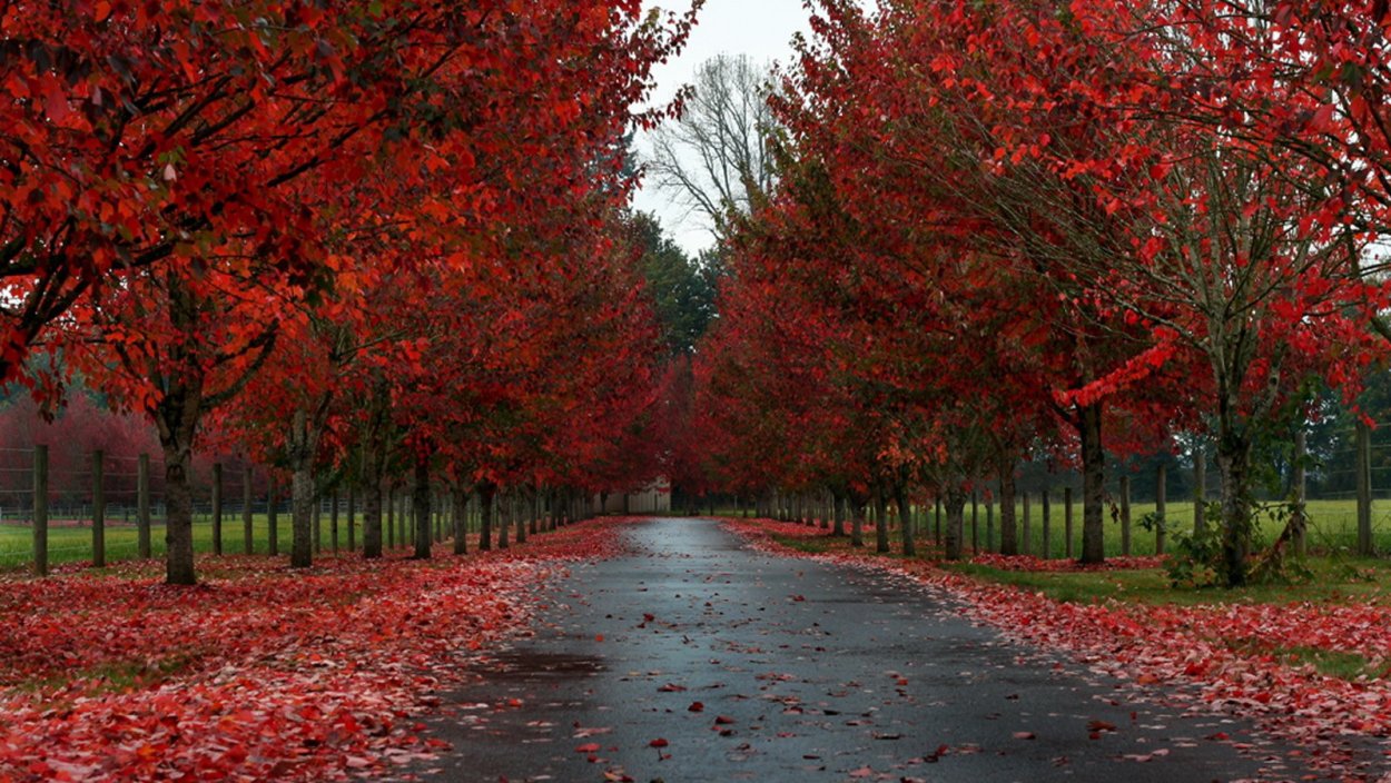 Рябина обои