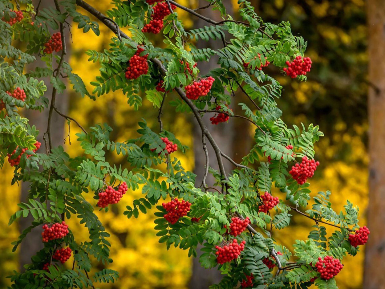 Парк осень берёза