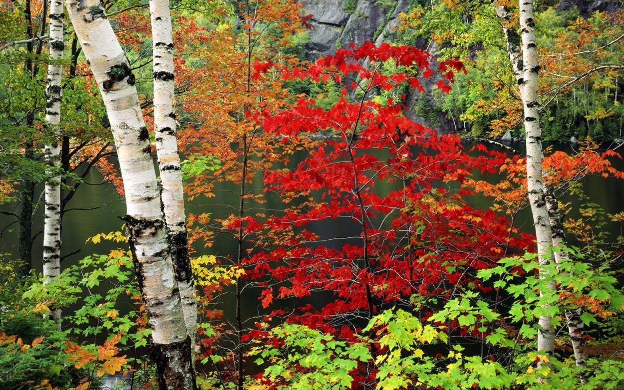 Осенний куст